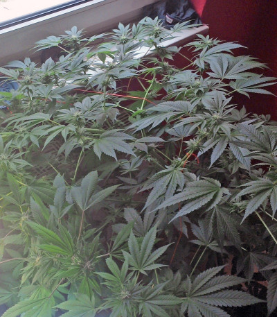 Семена сорта Power Flower fem (Royal Queen Seeds)