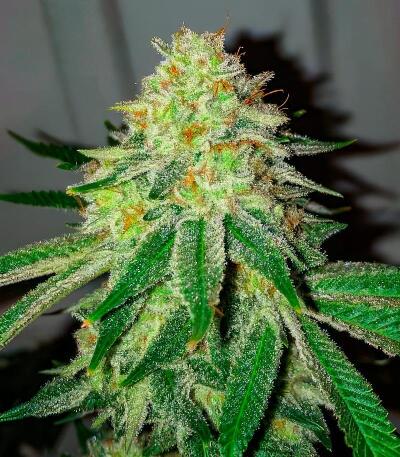 Семена сорта Ultimate Afghan Auto fem (Семяныч)