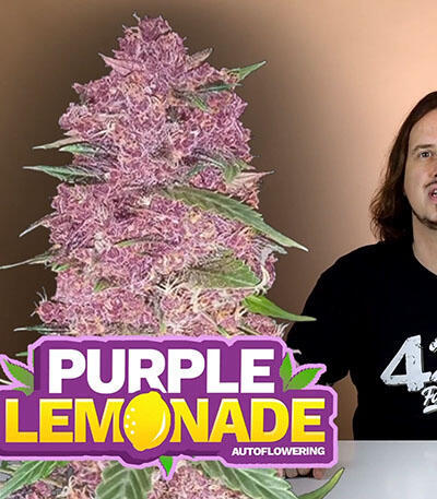 Семена сорта Purple Lemonade Auto fem (FastBuds)