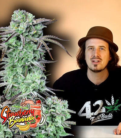 Семена сорта Strawberry Banana Auto fem (FastBuds)