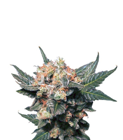 Семена сорта Big Band fem