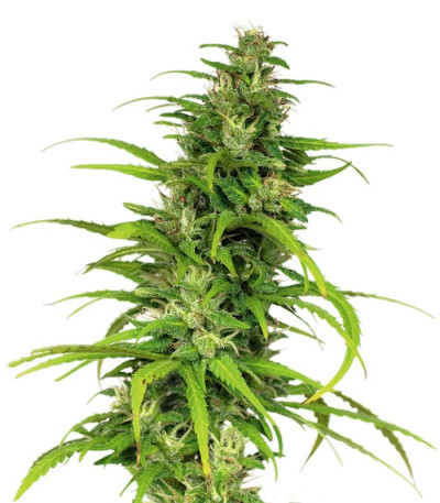 Семена сорта Little Cheese Auto fem