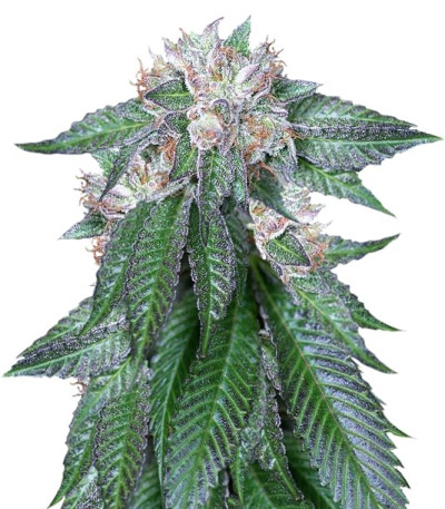 Семена сорта Master Kush fem (Humboldt Seeds)