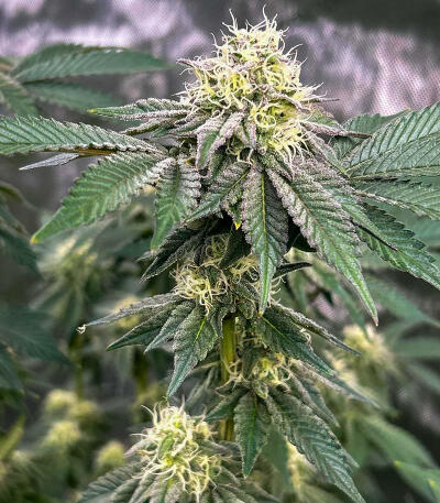 Семена сорта Zkittlez × Gorilla Glue fem (7CH Seeds & Cali Buds Seeds)