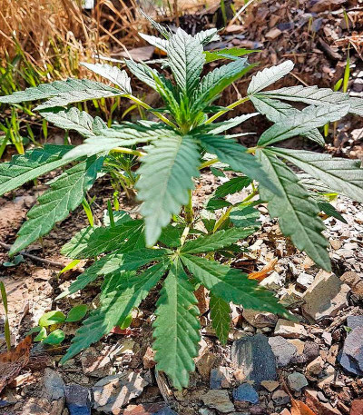 Семена сорта 707 Truthband by Emerald Mountain fem