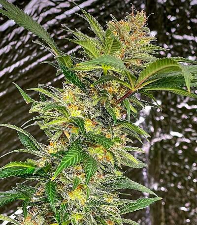 Семена сорта Afghanka Auto fem (Семяныч)