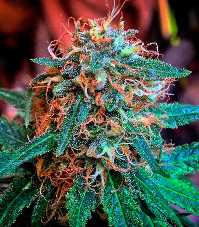 Семена марихуаны Amnesia Kush 