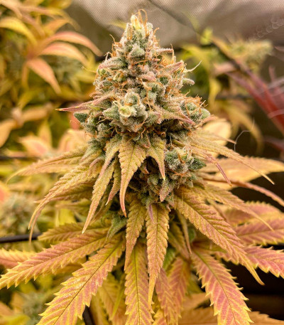 Семена сорта Gary Payton fem (Barney's Farm)