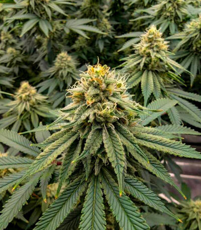 Семена сорта Gorilla Glue × Lemon Haze (7CH Seeds & Cali Buds Seeds)