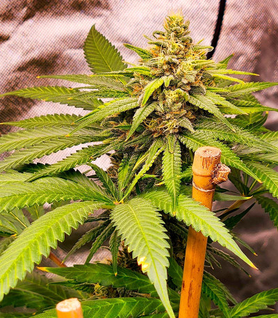 Семена сорта Jamnesia Haze fem (Dr. Krippling Seeds)