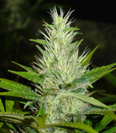 Семена сорта Malakoff fem