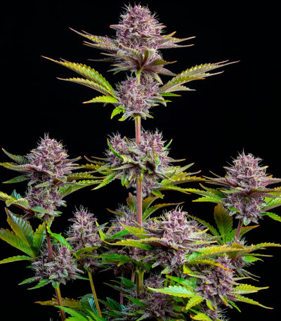 Семена сорта Purple Punch Auto fem (FastBuds)