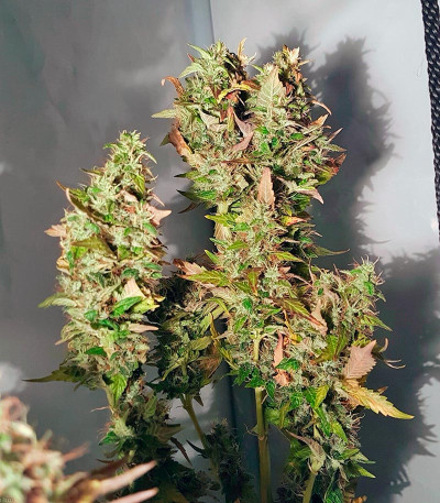 Семена сорта Acid fem (Paradise Seeds)