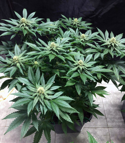 Семена сорта Purple Punch Cookies fem (Original Sensible Seeds)