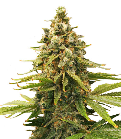 Семена сорта Slurricane fem (Advanced Seeds)