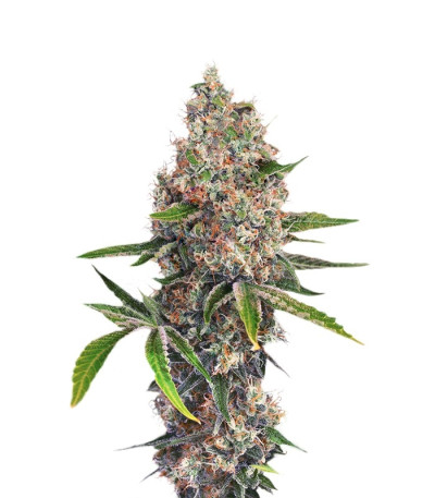 Семена сорта OG Kush (Dinafem Seeds)