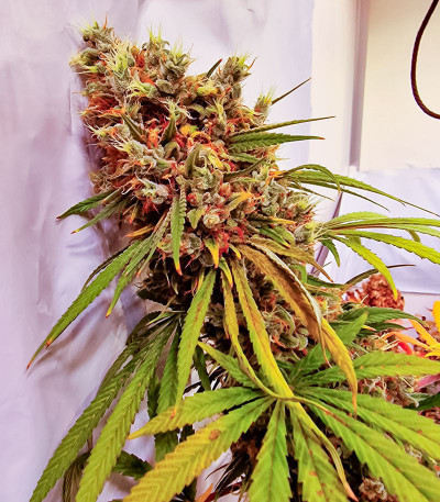 Семена конопли сорта Zoap от 7CH American