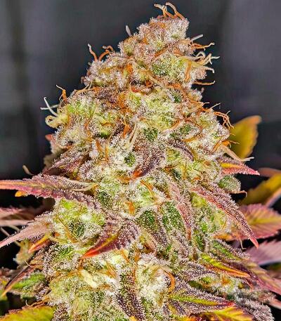 Семена сорта Afghanka Auto fem (Семяныч)