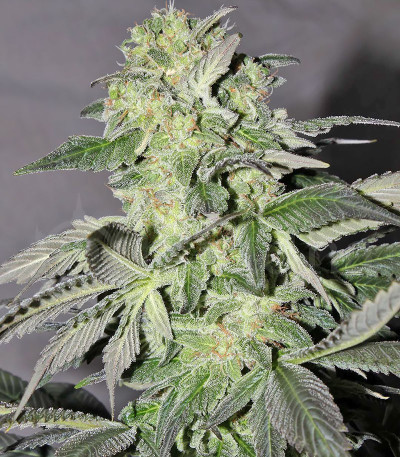 Семена сорта Buddha Calamity Jane Auto fem (Buddha Seeds)