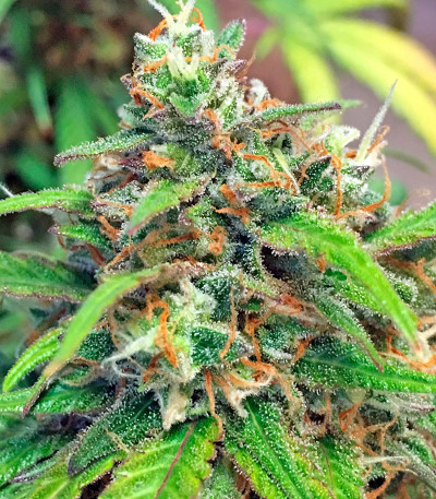 Семена сорта Blue Mystic fem (Nirvana Seeds)