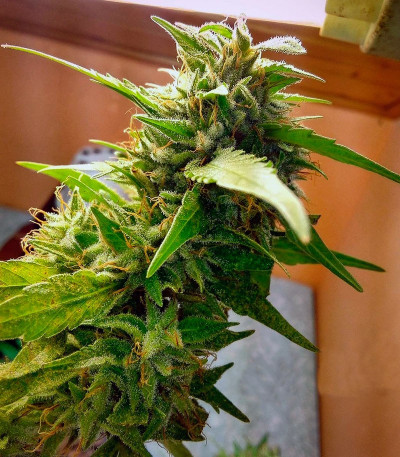 Семена сорта Dutch Kush fem (Paradise Seeds)