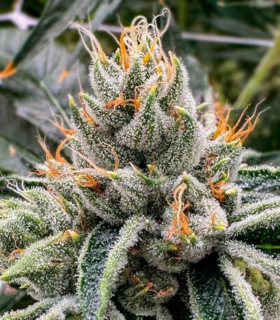 Семена сорта Gator Breath fem (7CH American)