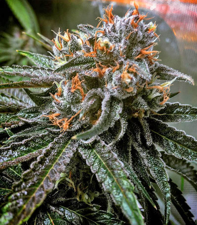 Семена сорта Master Kush reg (Nirvana Seeds)