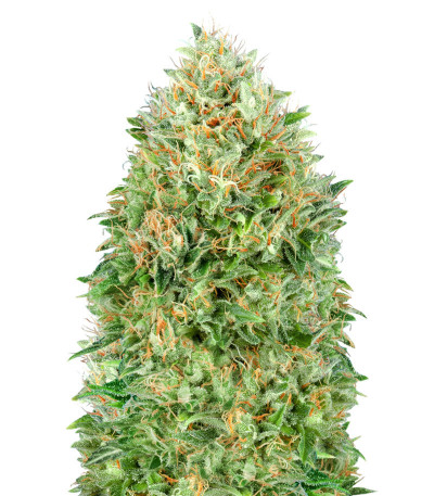 Семена сорта Pineapple Glue fem (Advanced Seeds)