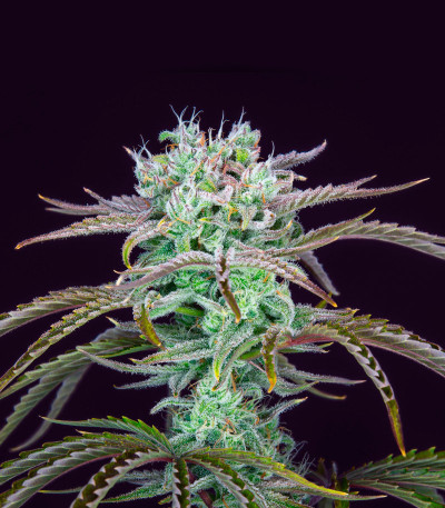 Семена сорта Strawberry Banana Auto fem (FastBuds)