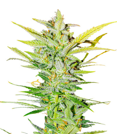Семена сорта Dozy Whale fem (AlphaFem Seeds)
