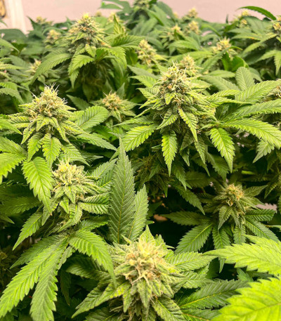 Семена сорта #9 Pound Hammer Auto fem (High Speed ​​Buds)