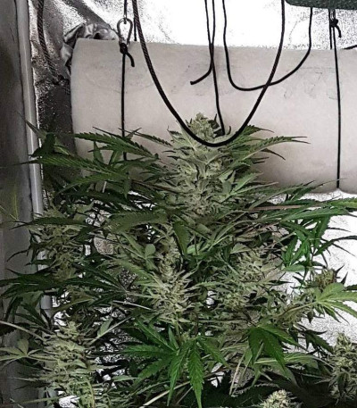 Семена сорта Amnesia Haze Auto Fem (Vision Seeds)
