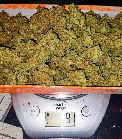 Семена сорта Ghost Chem OG Autoflower fem (Seedkeepers)