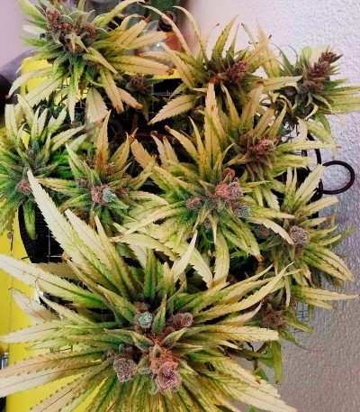 Семена сорта Haze Berry fem (Royal Queen Seeds)