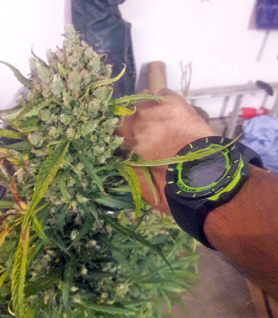 Семена сорта Mikromachine Auto fem