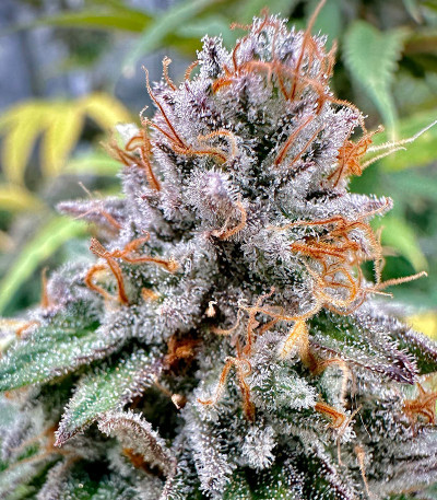 Семена сорта Shawty R1 fem (Ethos Genetics)