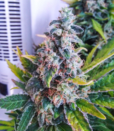 Семена сорта Slurricane fem (Advanced Seeds)