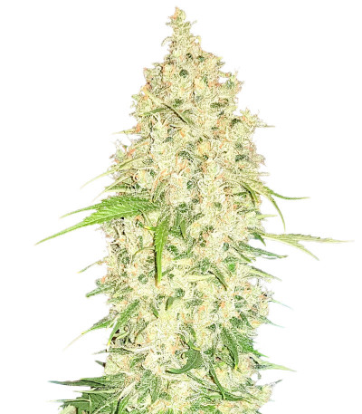 Семена сорта Watermelon Zkittlez Auto fem