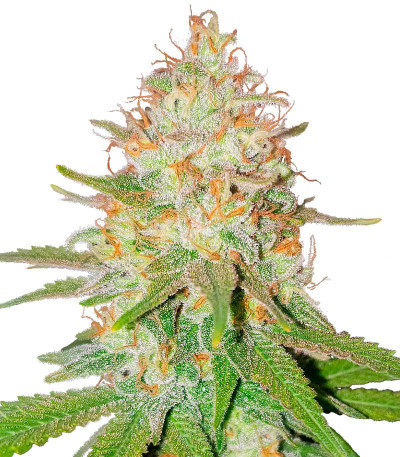 Семена сорта Florida Sunrise Auto fem (7CH American)