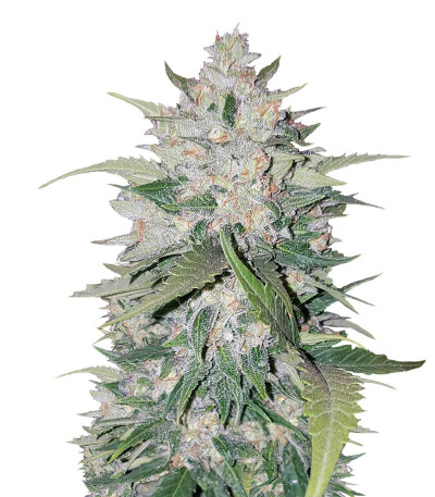 Семена сорта AK Full Auto fem (Sumo Seeds)
