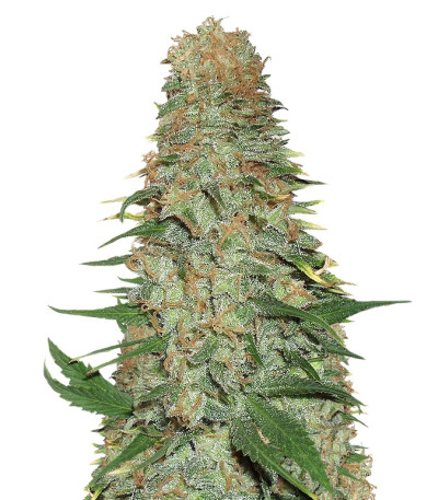 Семена сорта Mango Chutney fem (Dr. Krippling Seeds)