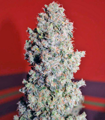 Семена сорта Speed Devil #2 Auto fem (Sweet Seeds)