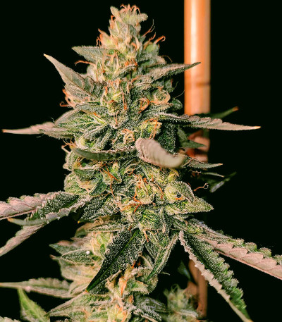 Семена сорта Auto Amnesium fem (Victory Seeds)