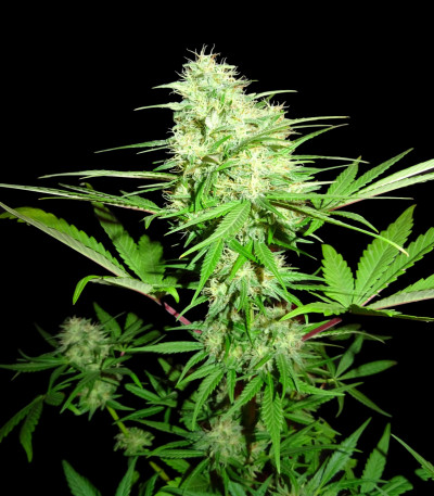 Семена сорта Honey Rock fem (Sumo Seeds)