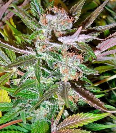 Семена сорта Ice fem (Nirvana Seeds)