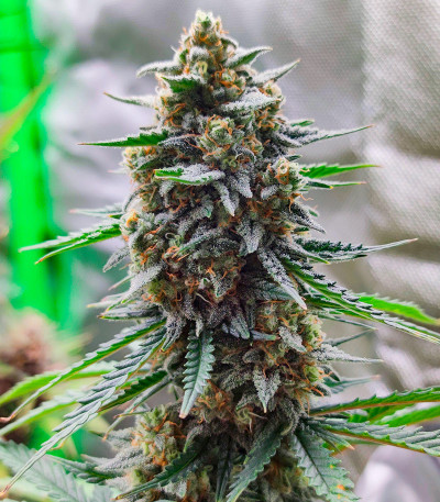 Семена сорта LSD 2 Auto fem (Семяныч)