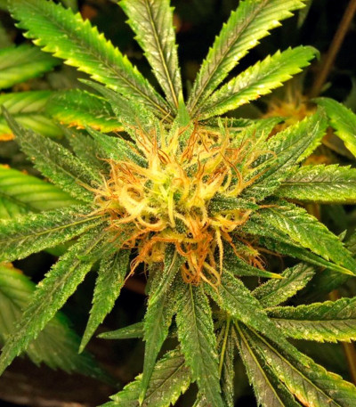 Семена сорта Red Diesel fem (Barney's Farm)