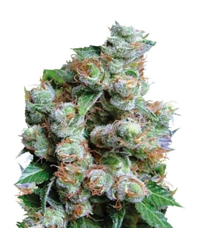 Семена сорта NBA Diesel fem