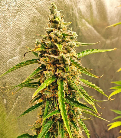 Семена сорта Amnesia Lemon Auto fem (Семяныч)