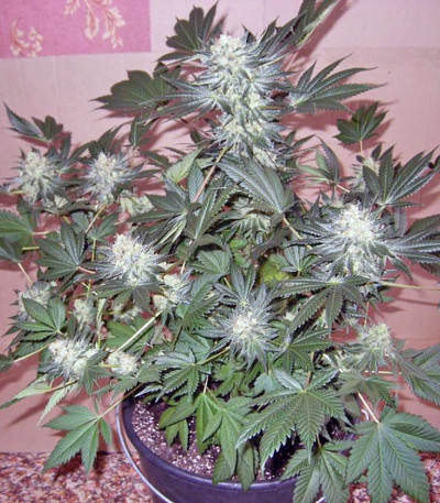 Семена сорта Jacky White fem (Paradise Seeds)